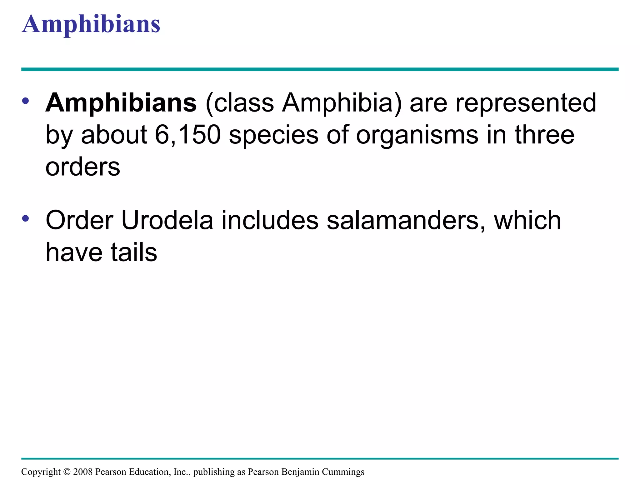 Copyright © 2008 Pearson Education, Inc., publishing as Pearson Benjamin Cummings
Amphibians
• Amphibians (class Amphibia) are represented
by about 6,150 species of organisms in three
orders
• Order Urodela includes salamanders, which
have tails
 