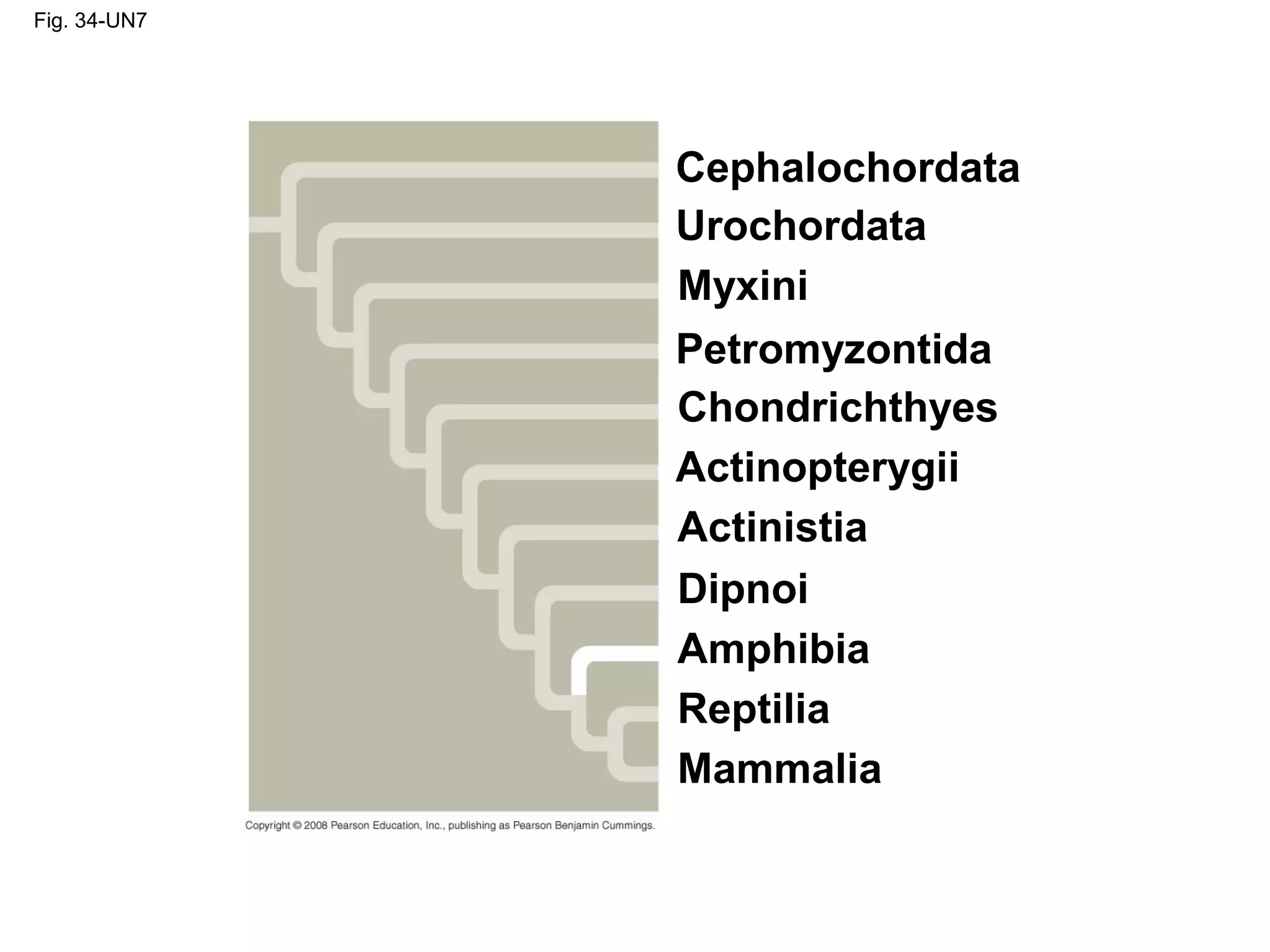 Fig. 34-UN7
Cephalochordata
Urochordata
Myxini
Petromyzontida
Mammalia
Chondrichthyes
Actinopterygii
Actinistia
Dipnoi
Amphibia
Reptilia
 