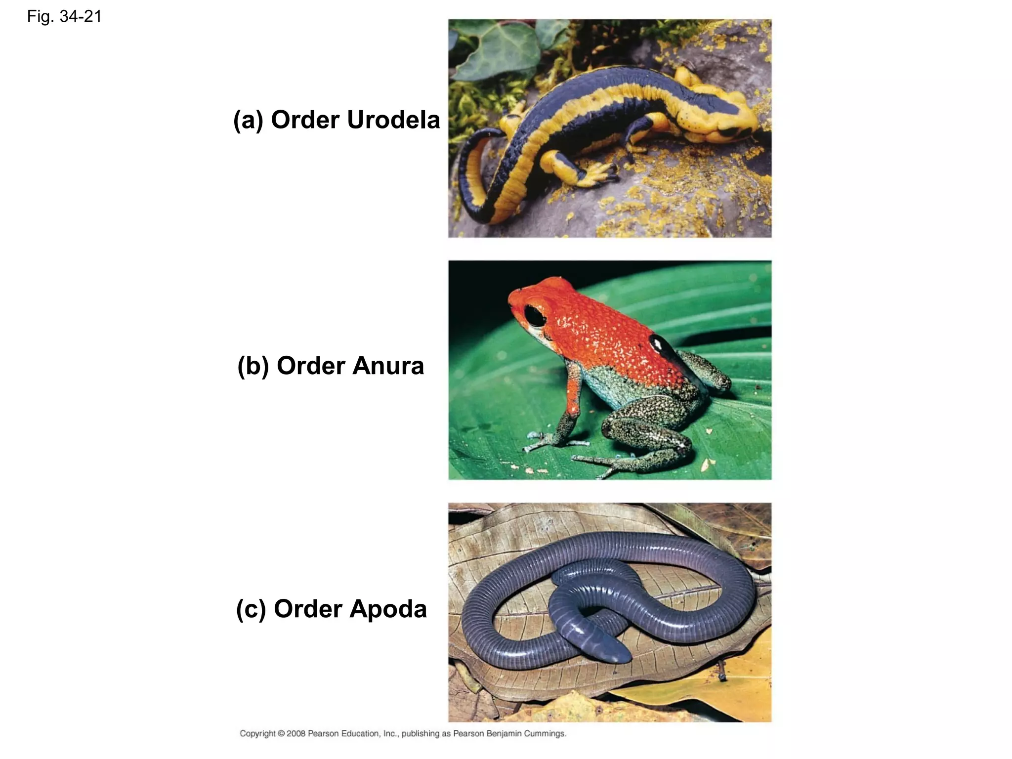 Fig. 34-21
(a) Order Urodela
(b) Order Anura
(c) Order Apoda
 