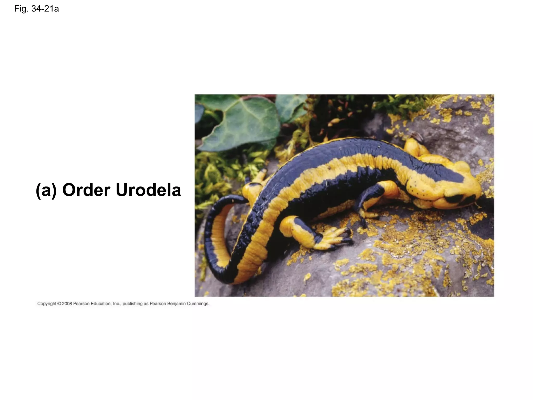 Fig. 34-21a
(a) Order Urodela
 