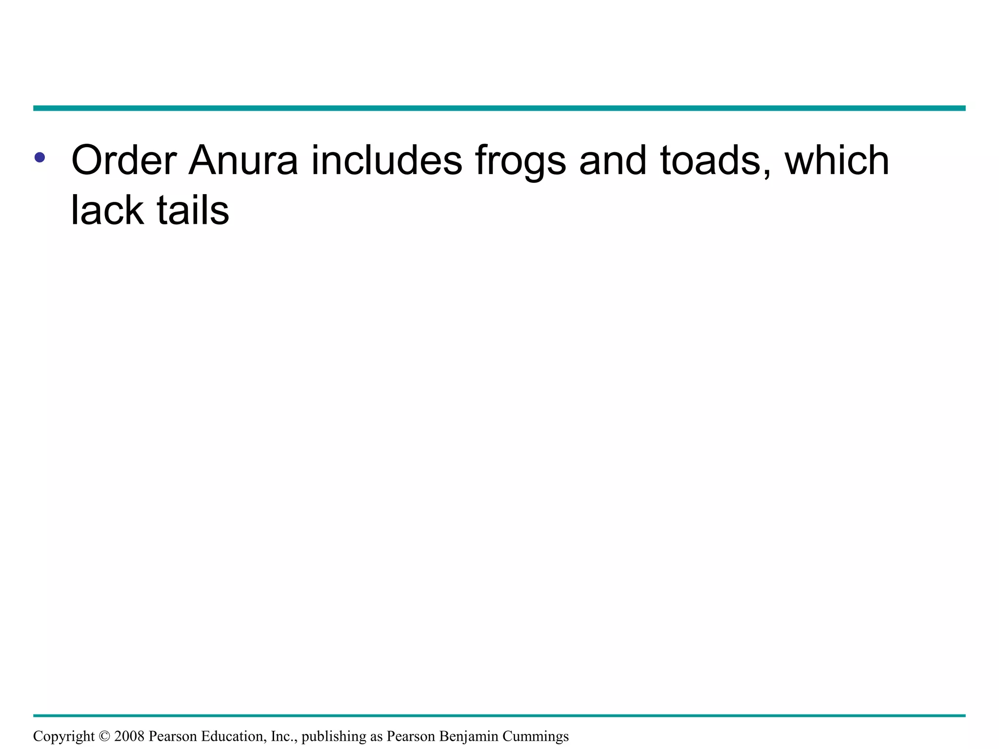 Copyright © 2008 Pearson Education, Inc., publishing as Pearson Benjamin Cummings
• Order Anura includes frogs and toads, which
lack tails
 