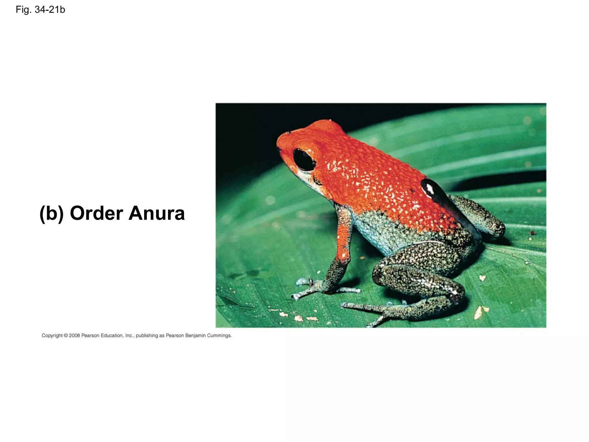 Fig. 34-21b
(b) Order Anura
 