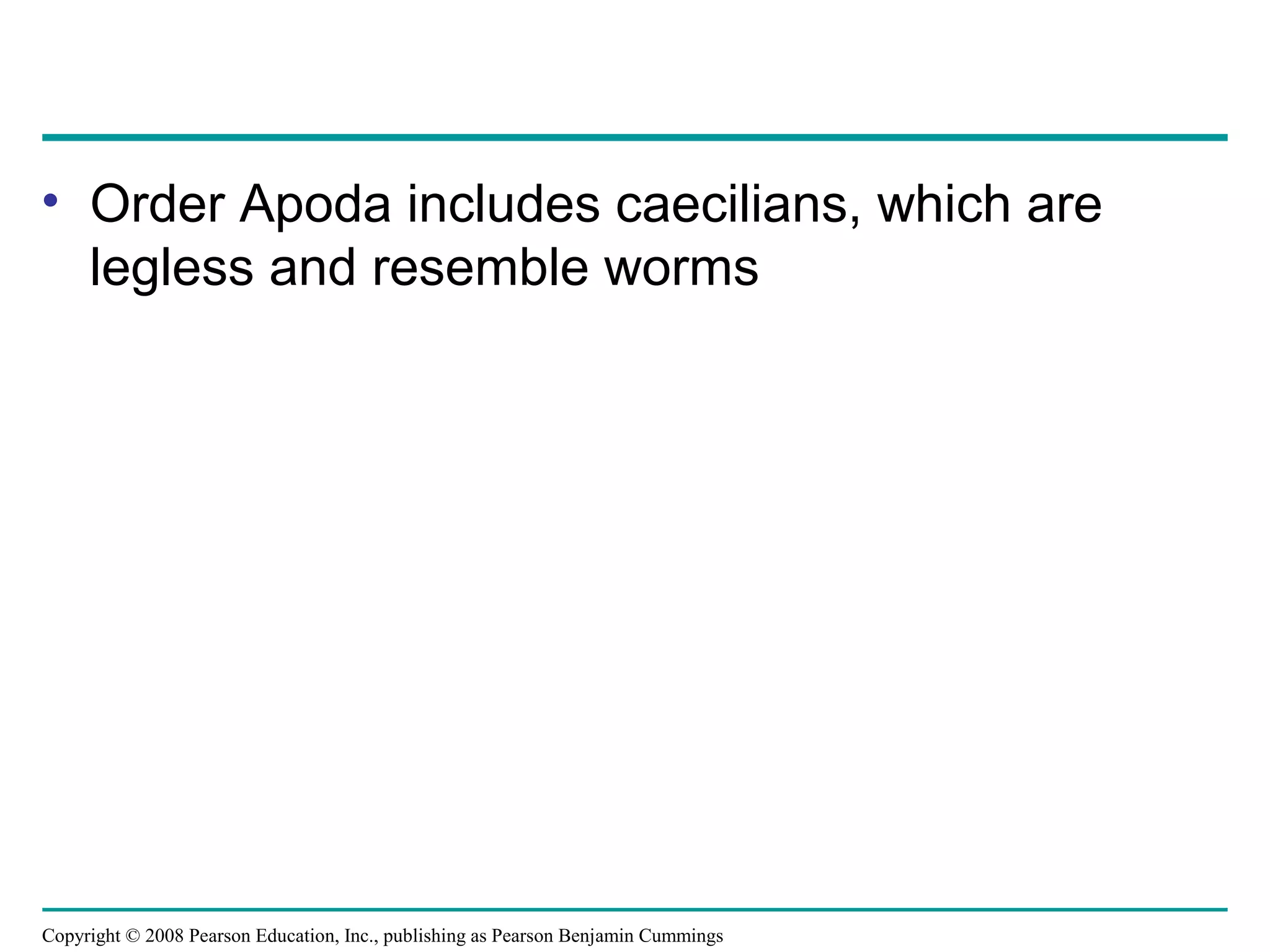 Copyright © 2008 Pearson Education, Inc., publishing as Pearson Benjamin Cummings
• Order Apoda includes caecilians, which are
legless and resemble worms
 