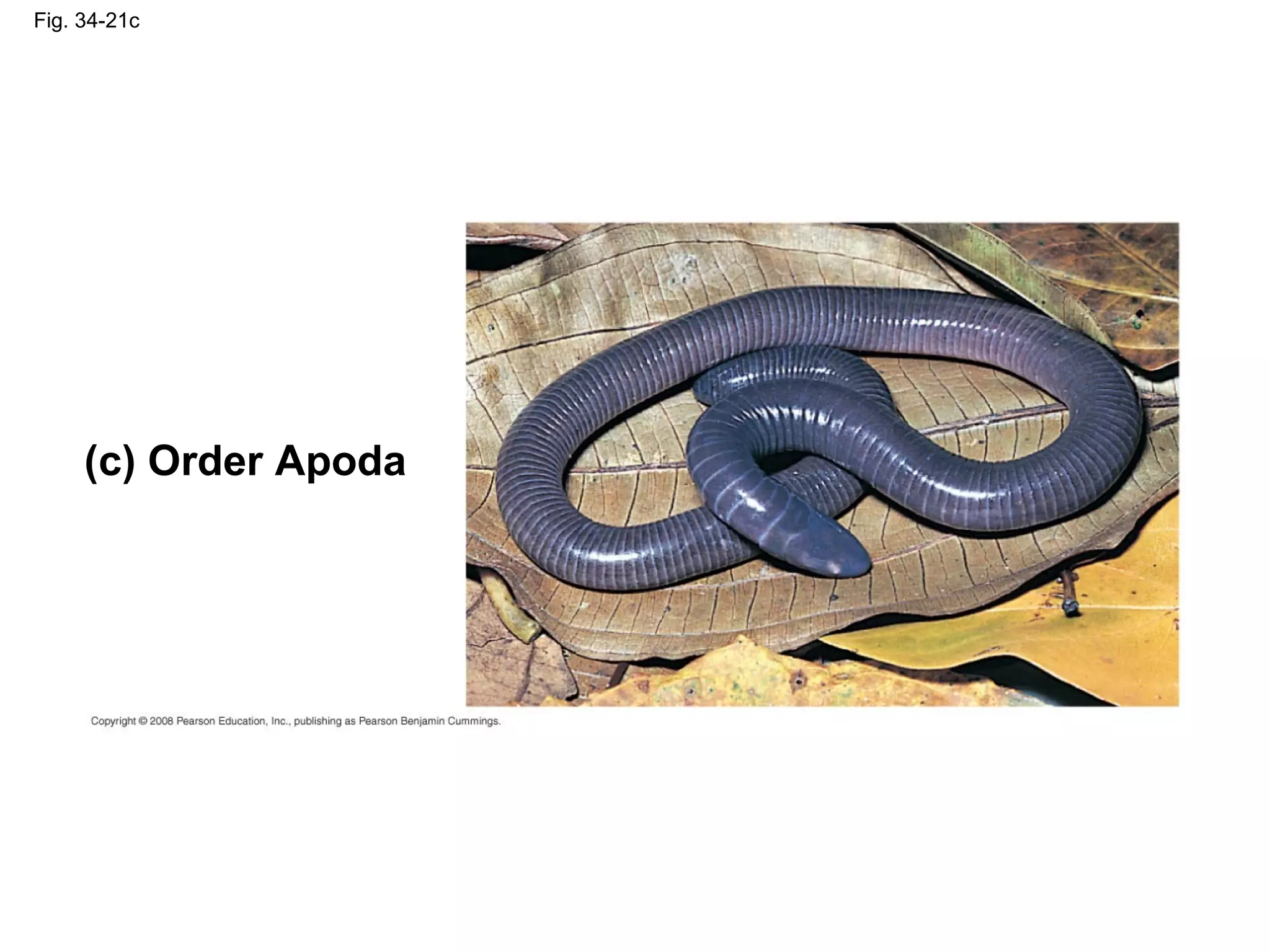 Fig. 34-21c
(c) Order Apoda
 
