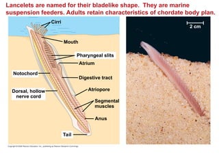 34_lecture_presentation_0.ppt biology animal diversity | PPT