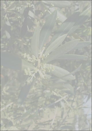 Nota introdutória
A oliveira (Olea europaea L.), árvore de longa vida da família Oleaceae, pode
considerar-se originária d...