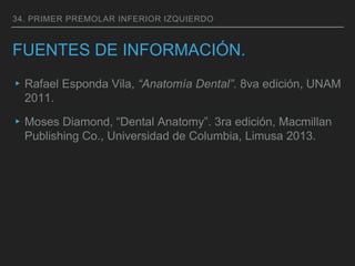 34. PRIMER PREMOLAR INFERIOR IZQUIERDO
FUENTES DE INFORMACIÓN.
▸Rafael Esponda Vila, “Anatomía Dental”. 8va edición, UNAM
2011.
▸Moses Diamond, “Dental Anatomy”. 3ra edición, Macmillan
Publishing Co., Universidad de Columbia, Limusa 2013.
 