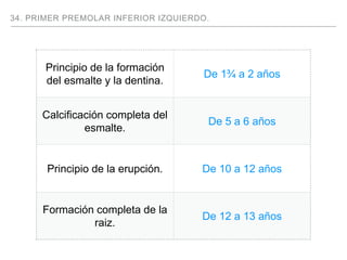 34. PRIMER PREMOLAR INFERIOR IZQUIERDO.
Principio de la formación
del esmalte y la dentina.
De 1¾ a 2 años
Calcificación completa del
esmalte.
De 5 a 6 años
Principio de la erupción. De 10 a 12 años
Formación completa de la
raiz.
De 12 a 13 años
 