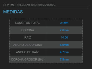 MEDIDAS
34. PRIMER PREMOLAR INFERIOR IZQUIERDO.
LONGITUD TOTAL 21mm
CORONA 7.8mm
RAÍZ 14.00
ANCHO DE CORONA 6.9mm
ANCHO DE RAÍZ. 4.7mm
CORONA GROSOR (B-L) 7.5mm
 