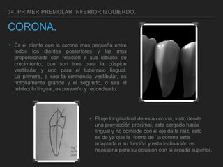 CORONA.
34. PRIMER PREMOLAR INFERIOR IZQUIERDO.
▸ Es el diente con la corona mas pequeña entre
todos los dientes posteriores y las mas
proporcionada con relación a sus lóbulos de
crecimiento; que son tres para la cúspide
vestibular y uno para el tubérculo lingual.
La primera, o sea la eminencia vestibular, es
notoriamente grande y el segundo, o sea el
tubérculo lingual, es pequeño y redondeado.
‣ El eje longitudinal de esta corona, visto desde
una proyección proximal, esta cargado hacia
lingual y no coincide con el eje de la raíz, esto
se da ya que la forma de la corona esta
adaptada a su función y esta inclinación es
necesaria para su oclusión con la arcada superior.
 