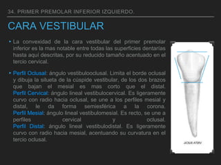 CARA VESTIBULAR
▸La convexidad de la cara vestibular del primer premolar
inferior es la mas notable entre todas las superficies dentarías
hasta aquí descritas, por su reducido tamaño acentuado en el
tercio cervical.
▸Perfil Oclusal: ángulo vestibulooclusal. Limita el borde oclusal
y dibuja la silueta de la cúspide vestibular, de los dos brazos
que bajan el mesial es mas corto que el distal.
Perfil Cervical: ángulo lineal vestibulocervical. Es ligeramente
curvo con radio hacia oclusal, se une a los perfiles mesial y
distal, le da forma semiesférica a la corona.
Perfil Mesial: ángulo lineal vestibulomesial. Es recto, se une a
perfiles cervical y oclusal.
Perfil Distal: ángulo lineal vestibulodistal. Es ligeramente
curvo con radio hacia mesial, acentuando su curvatura en el
tercio oclusal.
34. PRIMER PREMOLAR INFERIOR IZQUIERDO.
 