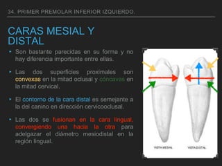 CARAS MESIAL Y
DISTAL
▸ Son bastante parecidas en su forma y no
hay diferencia importante entre ellas.
▸ Las dos superficies proximales son
convexas en la mitad oclusal y cóncavas en
la mitad cervical.
▸ El contorno de la cara distal es semejante a
la del canino en dirección cervicooclusal.
▸ Las dos se fusionan en la cara lingual,
convergiendo una hacia la otra para
adelgazar el diámetro mesiodistal en la
región lingual.
34. PRIMER PREMOLAR INFERIOR IZQUIERDO.
 