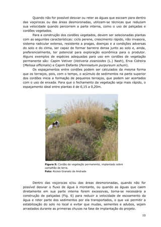 10
Quando não for possível desviar ou reter as águas que escoam para dentro
das voçorocas ou das áreas desmoronadas, utilizam-se técnicas que reduzam
sua velocidade quando percorrem a parte interna, como o uso de paliçadas e
cordões vegetados.
Para a construção dos cordões vegetados, devem ser selecionadas plantas
com as seguintes características: ciclo perene, crescimento rápido, não invasora,
sistema radicular extenso, resistente a pragas, doenças e a condições adversas
do solo e do clima, ser capaz de formar barreira densa junto ao solo e, ainda,
preferencialmente, ter potencial para exploração econômica para o produtor.
Alguns exemplos de espécies adequadas para uso em cordões de vegetação
permanente são: Capim Vetiver (Vetiveria zizanioides (L.) Nash), Erva Cidreira
(Melissa officinalis) e Capim Elefante (Pennisetum purpureum schum).
Os espaçamentos entre cordões podem ser calculados da mesma forma
que os terraços, pois, com o tempo, o acúmulo de sedimentos na parte superior
dos cordões inicia a formação de pequenos terraços, que podem ser acertados
com o uso de enxada. Para que o fechamento da vegetação seja mais rápido, o
espaçamento ideal entre plantas é de 0,15 a 0,20m.
Figura 5: Cordão de vegetação permanente, implantado sobre
camalhão de terra.
Foto: Aluísio Granato de Andrade
Dentro das voçorocas e/ou das áreas desmoronadas, quando não for
possível desviar o fluxo de água à montante, ou quando as águas que caem
diretamente em sua parte interna forem excessivas, torna-se necessária a
construção de paliçadas (Fig. 6) para reduzir a velocidade de escoamento da
água e reter parte dos sedimentos por ela transportados, o que vai permitir a
estabilização do solo no local e evitar que mudas, sementes e adubos, sejam
arrastados durante as primeiras chuvas na fase de implantação do projeto.
 