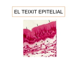 EL TEIXIT EPITELIAL
 