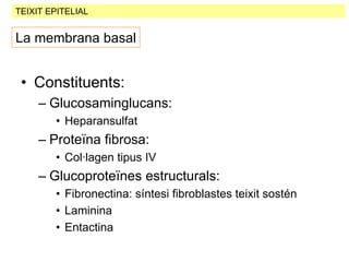 3 4 Txt Epitelial | PDF