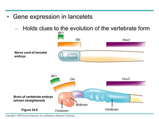 Lancelets Evolution 34_VERTEBRATE Zoology Lecture Note_ppt (1).pptx