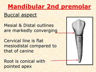 Significance of average time of eruption,ageof calcification,toothlength & root curvature: IT HELPS IN DIAGNOSIS AND TREATMENT PLAN TREATMENT IS DIFFERENT IN ADULT AND YOUNGNECROTIC PULPRCTADULT IRREVERSIBLE PULPITIS