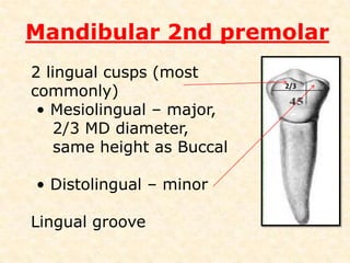 Mandibular 2nd premolarAverage Length      :  21.4 mm Maximum Length  :  23.7 mmMinimum Length   :  19.1 mmRange                        :  4.6 mm