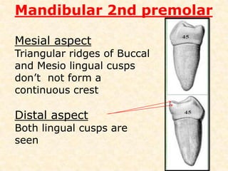Mandibular 2nd premolarIMPORTANCE                         It helps in the determining the working length and better assumption of the radiographConsideration must be given to the mental foramen which lies in close proximity to the apex. Avoid over instrumentation and overfill.