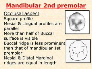 Mandibular 2nd premolarBuccal aspectLong pointed buccal cusp in the occlusal profileMesial cusp ridge is shorter than distal Cusp tip is a little mesial to the tooth midline