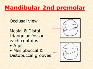 Mandibular 2nd premolarBuccal aspectMesial & Distal outlines are markedly convergingCervical line is flat mesiodistal compared to that of canineRoot is conical with pointed apex