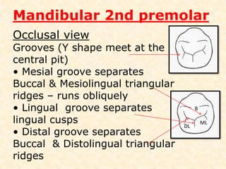 Mandibular 2nd premolarLingual aspectmesiodistal diameter = that from Buccal aspectOcclusal surface cannot be seen fullyOcclusal plane is perpendicular to tooth Axis