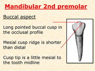 Mandibular 2nd premolarAverage time of eruption     : 11 to 12 yearsAverage age of calcification : 13 to 14 yearsAverage length                   : 22.3 mm