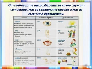 От таблицата ще разберете за какво служат
сетивата, кои са сетивните органи и кои са
техните дразнители.
 
