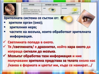 Зрителната система се състои от:
 зрители орган (око);
 зрителния нерв;
 частите на мозъка, които обработват зрителната
информация.
 Светлината попада в окото.
 Тя / / е , който да
изпраща .
и ние
получаваме около нас
/каква е формата и цветът им, къде се намират.../
 