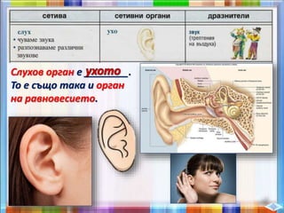 Слухов орган е ________.
То е също така и орган
на равновесието.
 