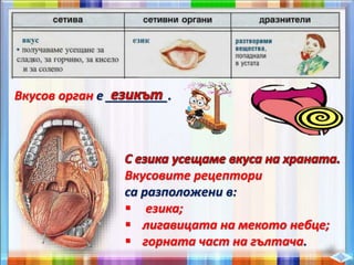 Вкусов орган е _________.
Вкусовите рецептори
са разположени в:
 езика;
 лигавицата на мекото небце;
 горната част на гълтача.
 