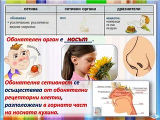 Обонятелен орган е _________.
Обонятелна сетивност се
осъществява от обонятелни
рецепторни клетки,
разположени в горната част
на носната кухина.
 