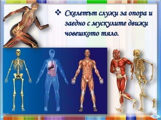  Скелетът служи за опора и
заедно с мускулите движи
човешкото тяло.
 