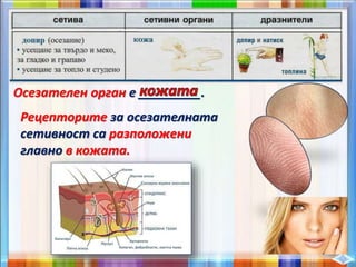 Осезателен орган е _________.
Рецепторите за осезателната
сетивност са разположени
главно в кожата.
 