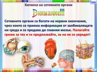 план
Сетивните органи са богати на нервни окончания,
чрез които се приема информация от заобикалящата
ни среда и се предава до главния мозък. Полагайте
грижи за тях и ги предпазвайте, за на не се увредят!
 