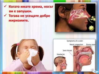  Когато имате хрема, носът
ви е запушен.
 Тогава не усещате добре
миризмите.
 