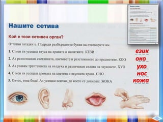 език
око
ухо
нос
кожа
 