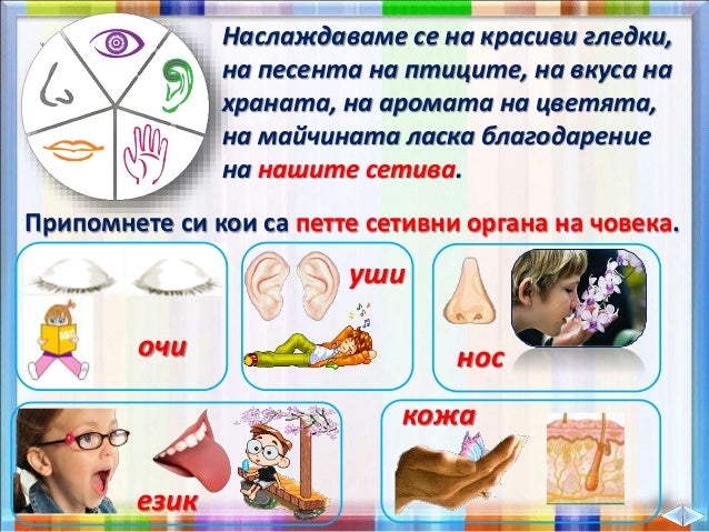 35. Човекът и неговата среда, Нашите сетива - ЧП, 4 клас, Булвест