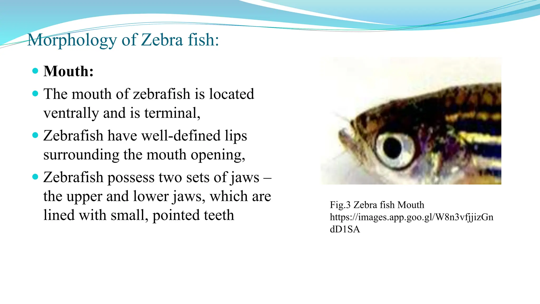 Morphology of Zebra fish:
 Mouth:
 The mouth of zebrafish is located
ventrally and is terminal,
 Zebrafish have well-defined lips
surrounding the mouth opening,
 Zebrafish possess two sets of jaws –
the upper and lower jaws, which are
lined with small, pointed teeth
Fig.3 Zebra fish Mouth
https://images.app.goo.gl/W8n3vfjjizGn
dD1SA
 