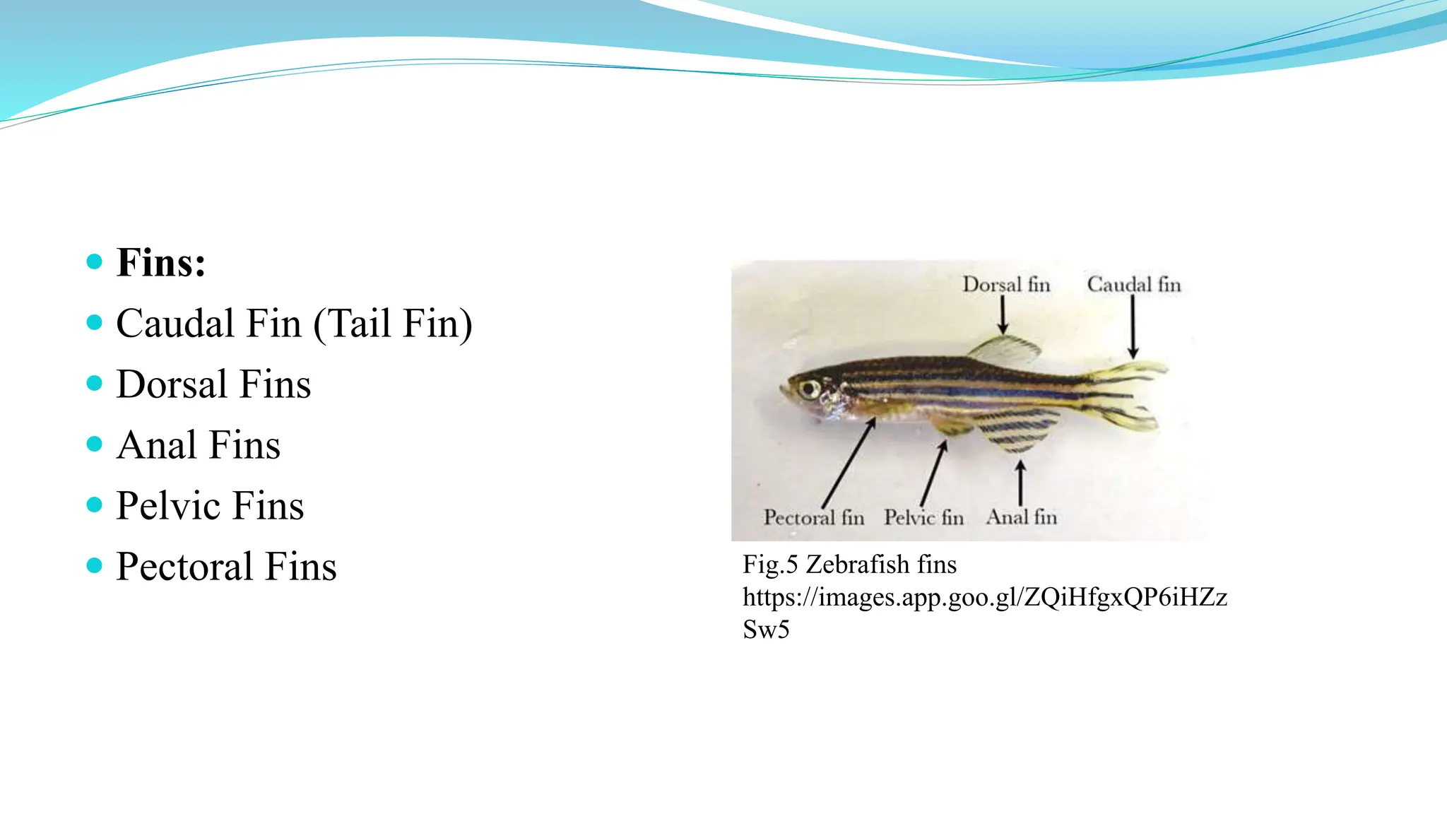  Fins:
 Caudal Fin (Tail Fin)
 Dorsal Fins
 Anal Fins
 Pelvic Fins
 Pectoral Fins Fig.5 Zebrafish fins
https://images.app.goo.gl/ZQiHfgxQP6iHZz
Sw5
 