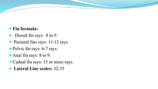 Danio rerio ( zebra fish) introduction & Morphology | PPTX