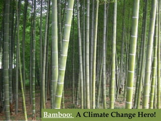 Bamboo: A Climate Change Hero! 
Bamboo: A Climate Change Hero! 
 