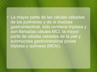 La mayor parte de las células cebadas de los pulmones y de la mucosa gastrointestinal, sólo contiene triptasa y son llamadas células MCt, la mayor parte de células cebadas de la piel y submucosa gastrointestinal posee triptasa y quimasa (MCtc). 