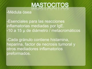 -Médula ósea -Esenciales para las reacciones inflamatorias mediadas por IgE.  -10 a 15 µ de diámetro / metacromáticos -Cada gránulo contiene histamina, heparina, factor de necrosis tumoral y otros mediadores inflamatorios preformados. 