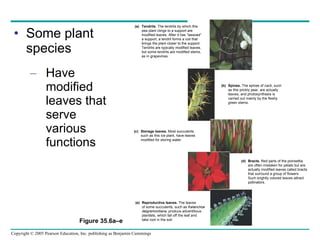 Some plant species Have modified leaves that serve various functions Figure 35.6a–e (a) Tendrils.  The tendrils by which this pea plant clings to a support are  modified leaves. After it has “lassoed”  a support, a tendril forms a coil that  brings the plant closer to the support.  Tendrils are typically modified leaves,  but some tendrils are modified stems,  as in grapevines. (b) Spines.  The spines of cacti, such  as this prickly pear, are actually  leaves, and photosynthesis is  carried out mainly by the fleshy  green stems.  (c) Storage leaves.  Most succulents,  such as this ice plant, have leaves  modified for storing water. (d) Bracts.  Red parts of the poinsettia  are often mistaken for petals but are  actually modified leaves called bracts  that surround a group of flowers.  Such brightly colored leaves attract  pollinators. (e) Reproductive leaves.  The leaves  of some succulents, such as  Kalanchoe  daigremontiana,  produce adventitious  plantlets, which fall off the leaf and  take root in the soil. 