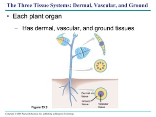 The Three Tissue Systems: Dermal, Vascular, and Ground Each plant organ Has dermal, vascular, and ground tissues Figure 35.8 Dermal tissue Ground tissue Vascular tissue 
