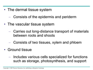 The dermal tissue system Consists of the epidermis and periderm The vascular tissue system Carries out long-distance transport of materials between roots and shoots Consists of two tissues, xylem and phloem Ground tissue Includes various cells specialized for functions such as storage, photosynthesis, and support 