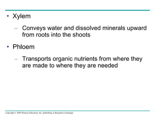 Xylem Conveys water and dissolved minerals upward from roots into the shoots Phloem Transports organic nutrients from where they are made to where they are needed 