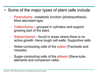 Some of the major types of plant cells include Parenchyma  –metabolic function (photosynthesis). Most abundant type. Collenchyma  – grouped in cylinders and support growing part of the plant. Sclerenchyma  – found in areas where there is no active growth. Have tough cell walls. Supportive cells.  Water-conducting cells of the  xylem  (Tracheids and Vessels) Sugar-conducting cells of the  phloem  (Sieve-tube elements and companion cells) 