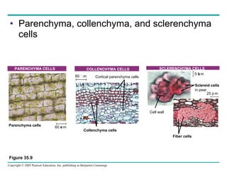 Parenchyma, collenchyma, and sclerenchyma cells Figure 35.9 Parenchyma cells 60 m  PARENCHYMA CELLS 80 m  Cortical parenchyma cells COLLENCHYMA CELLS Collenchyma cells SCLERENCHYMA CELLS Cell wall Sclereid cells   in pear 25 m  Fiber cells 5 m  